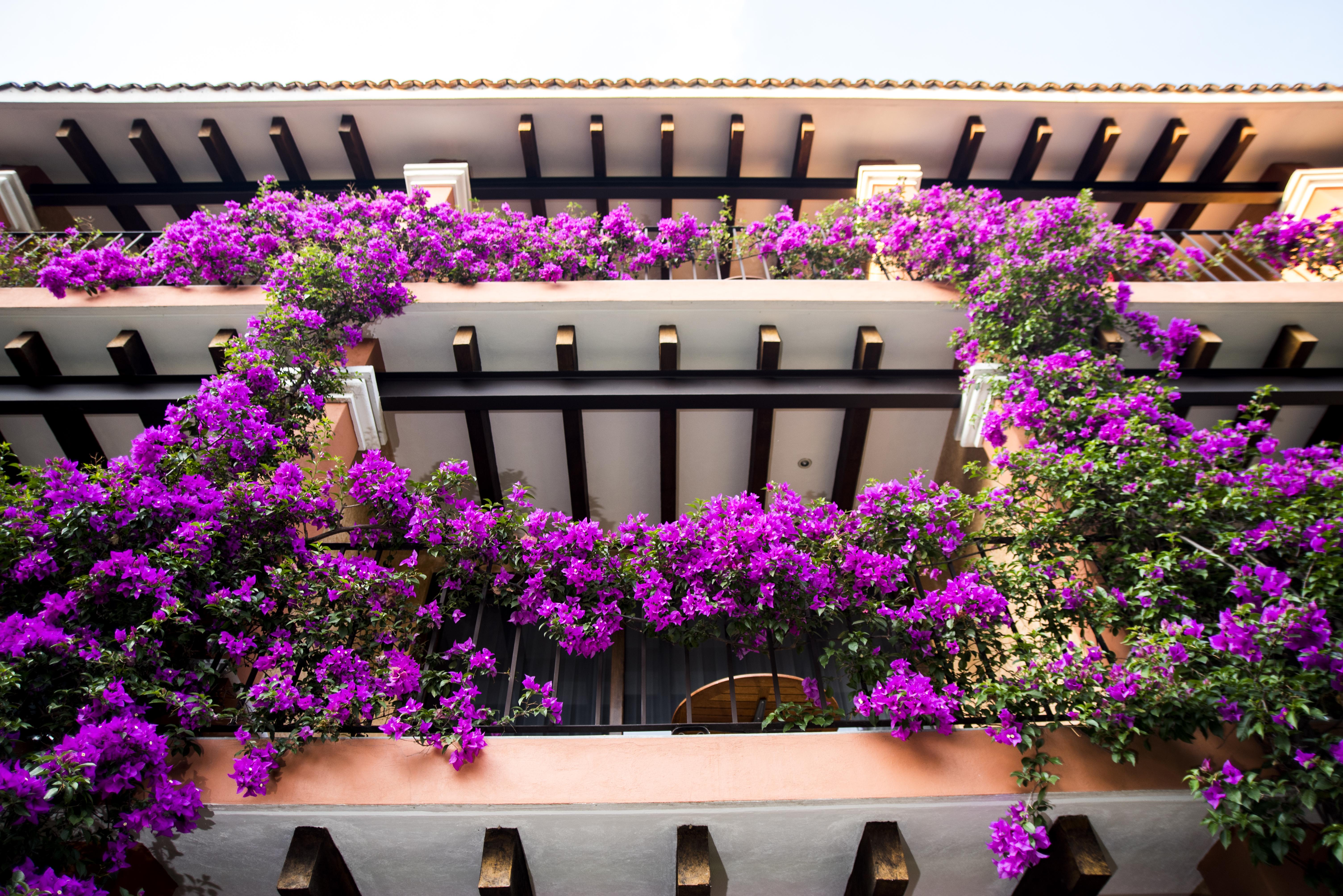 오스테리아 라스 퀸타 호텔 앤드 스파 쿠에르나바카 외부 사진 Bougainvillea in the courtyard of the hotel
